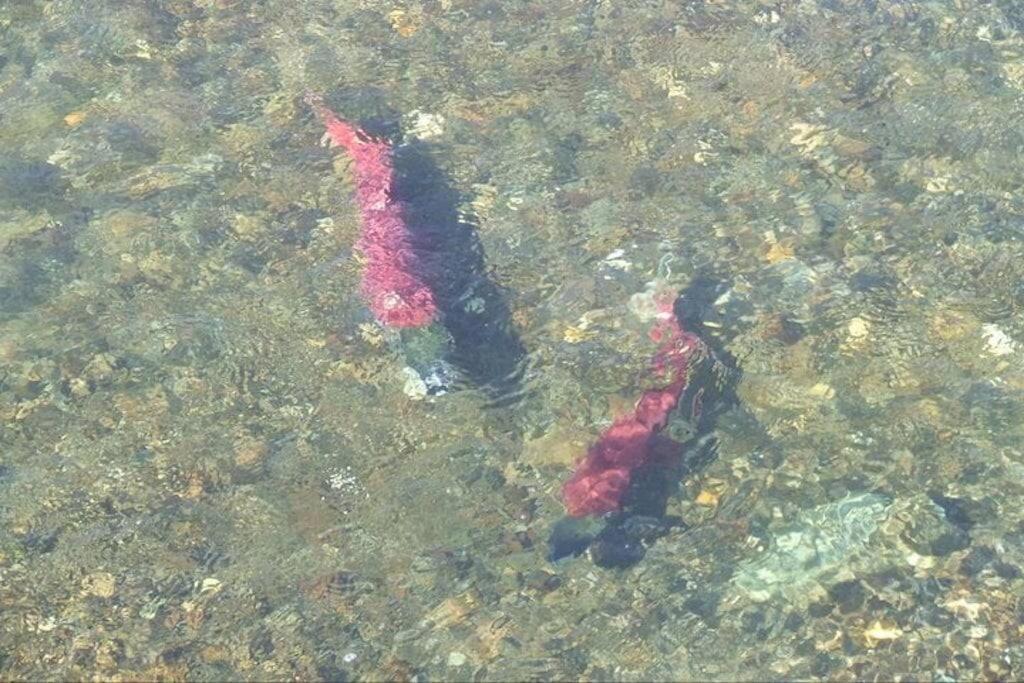 Moose Meadows- Near The Airport, Centrally Located 安克拉治 外观 照片